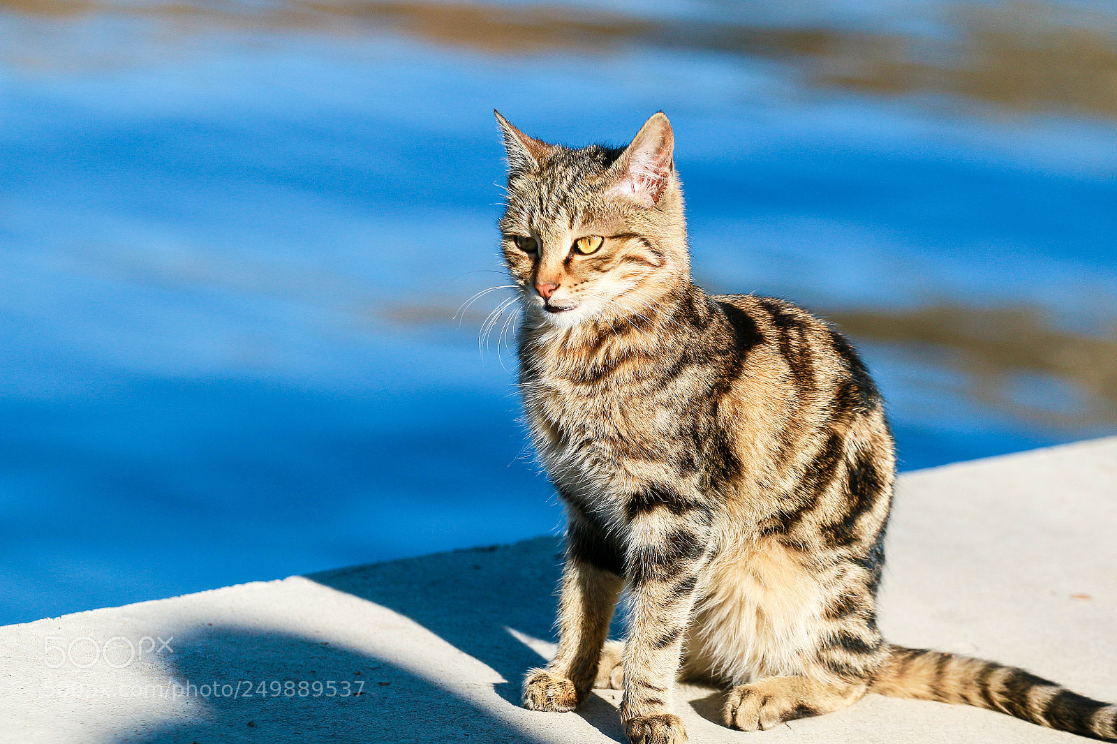 Canon EOS 70D sample photo. Cat 1 photography