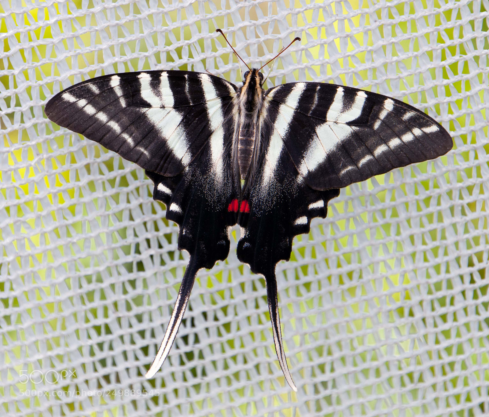 Nikon D300 sample photo. Zebra swallowtail photography