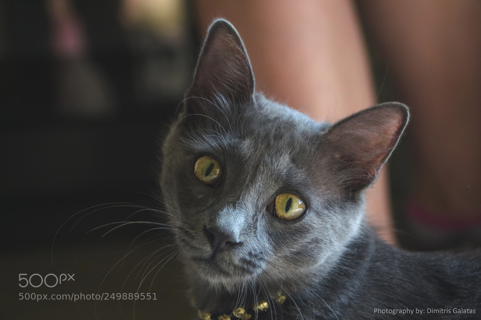 Nikon D3100 sample photo. Curious cat photography
