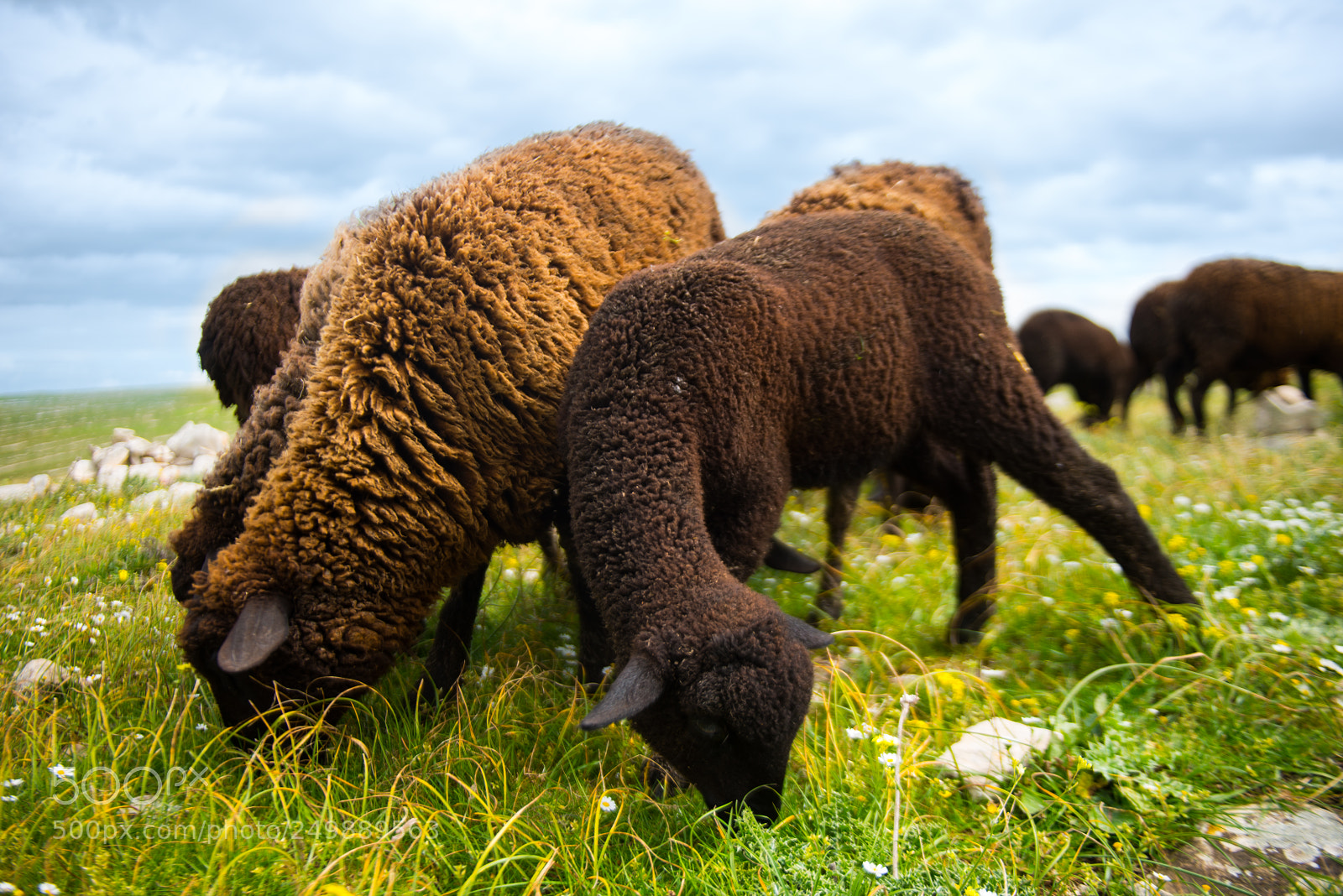 Nikon D800E sample photo. Black sheep photography