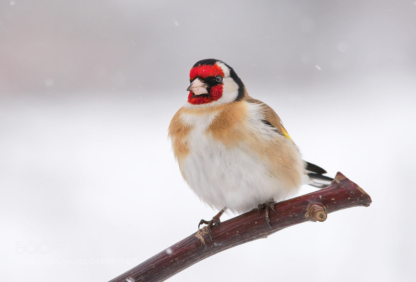 Nikon D7200 sample photo. Goldfinch photography