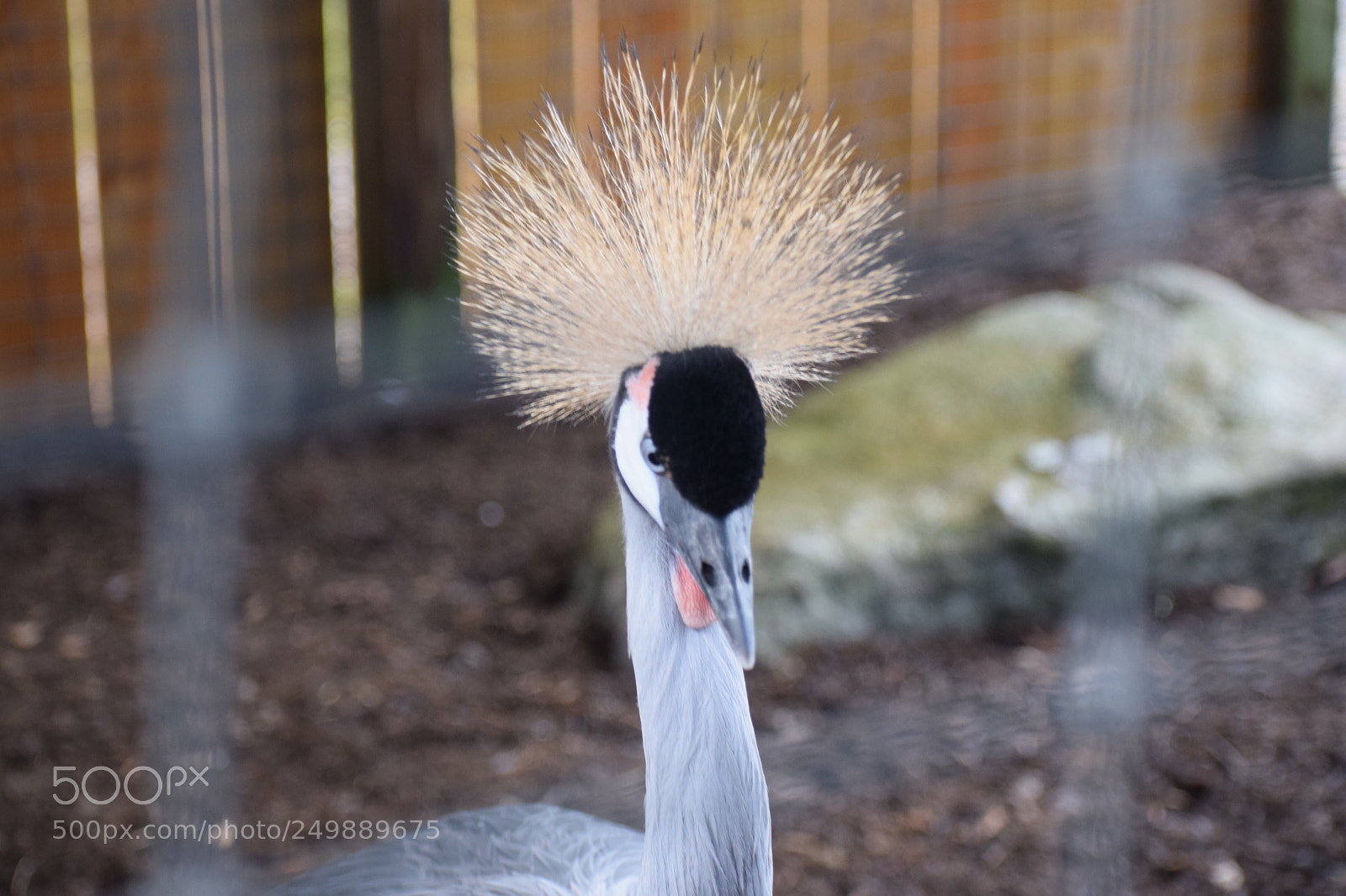 Nikon D3300 sample photo. Bad hair day photography