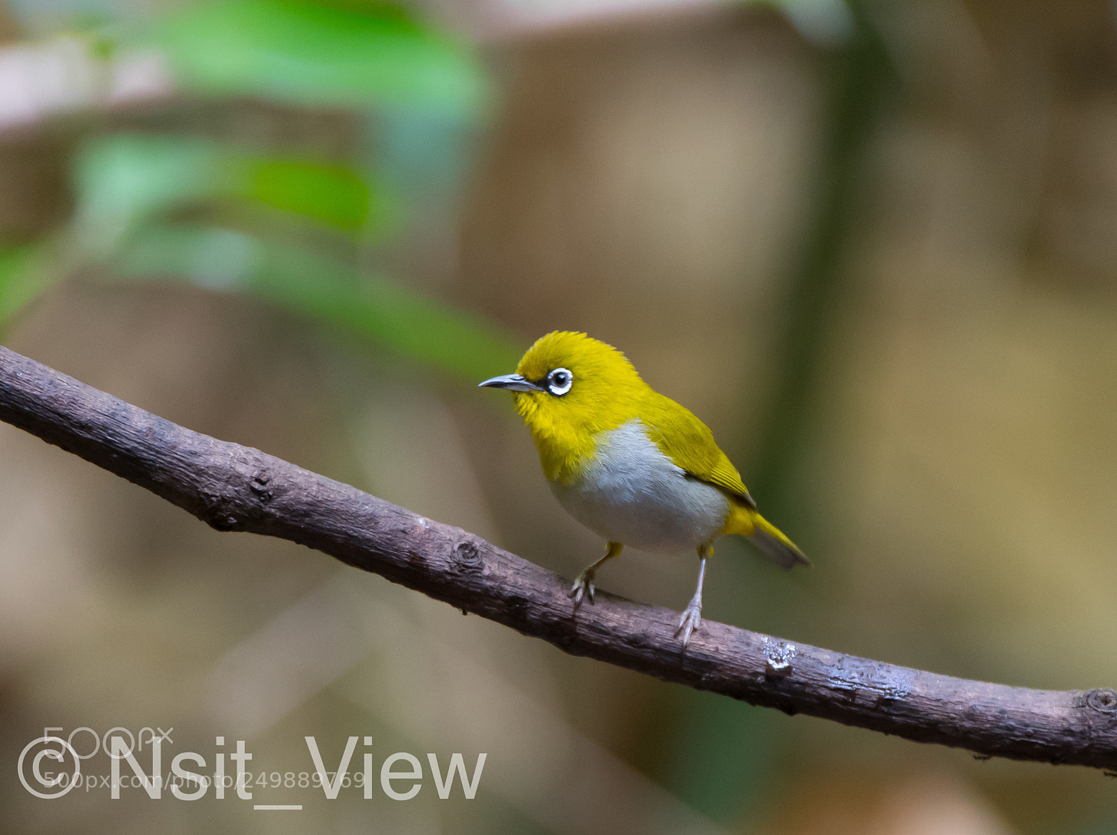 Nikon D500 sample photo. Oriental white  eye photography