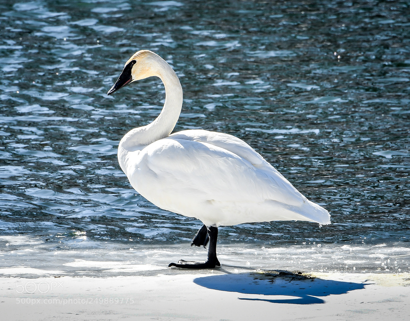 Nikon D500 sample photo. Trumpeter swan photography