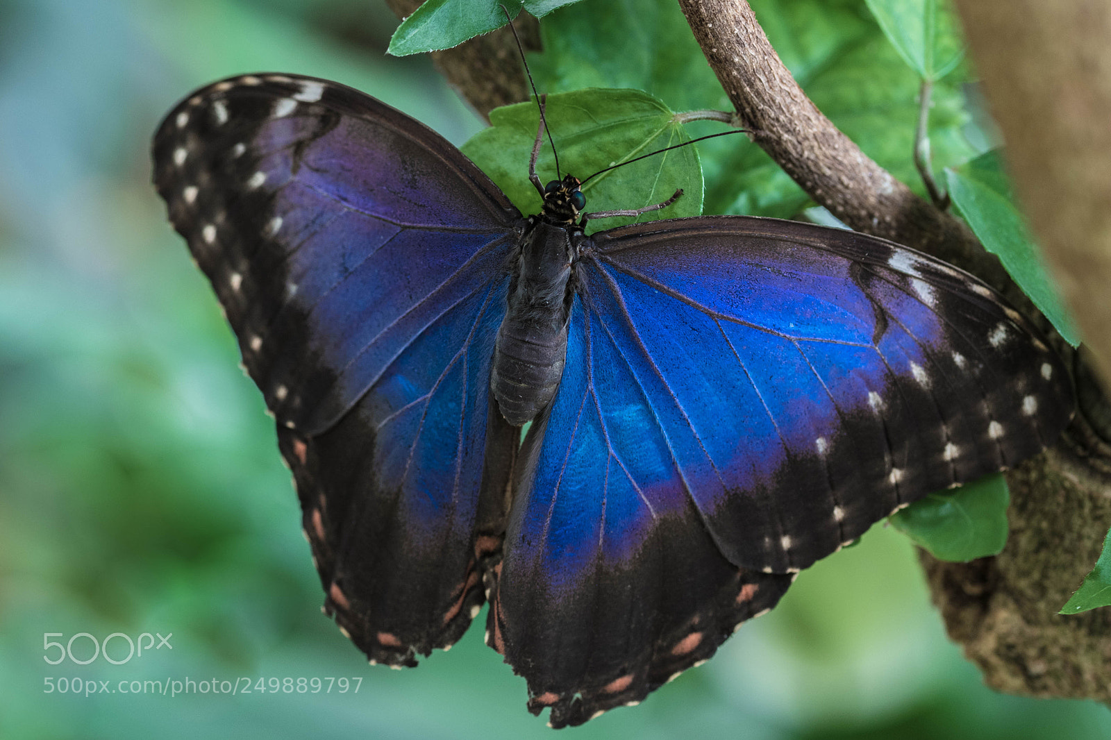 Nikon D5300 sample photo. Morpho menelaus photography