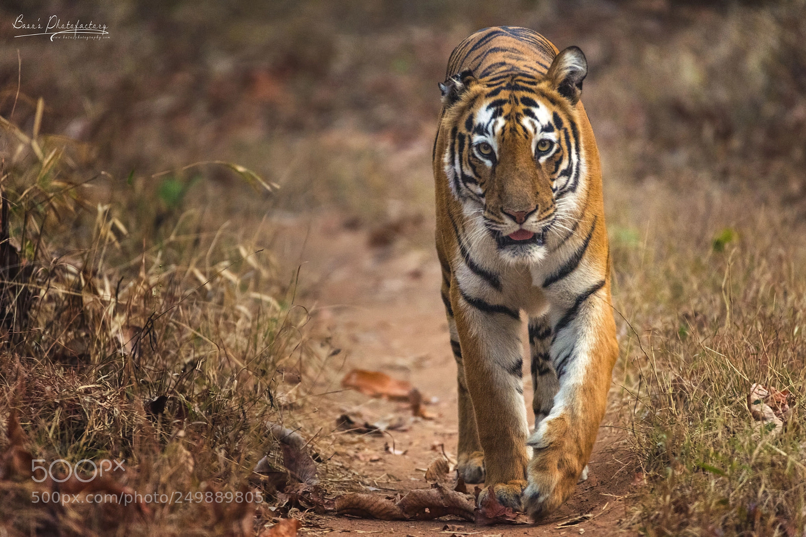 Nikon D810 sample photo. Wanna shake hands human ? photography