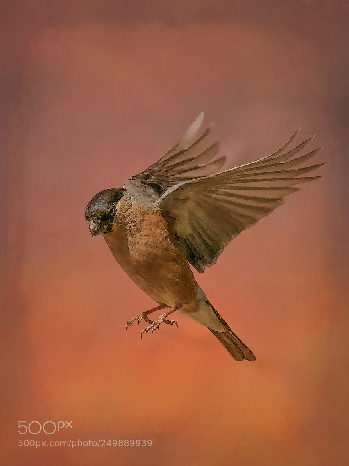Panasonic Lumix DMC-FZ1000 sample photo. Female bullfinch in flight. photography