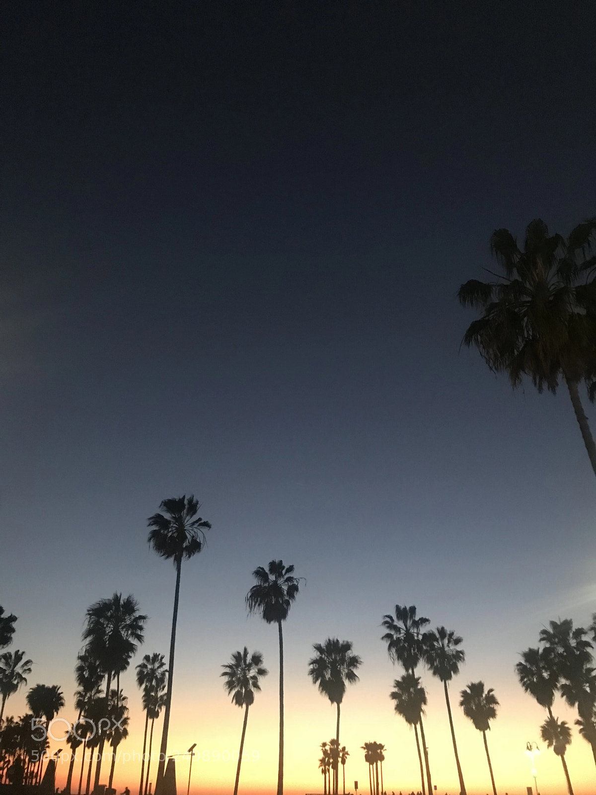 Apple iPhone 7 Plus sample photo. Palm trees photography