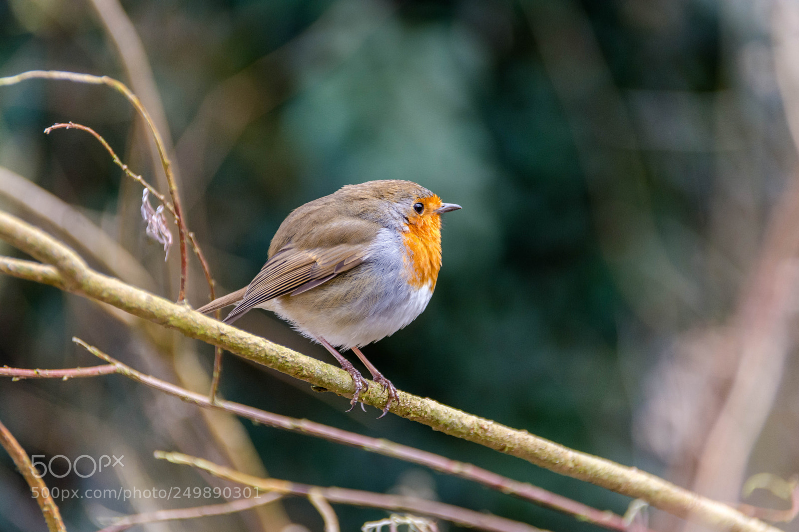 Nikon D7100 sample photo. Attenbourough early bird photography