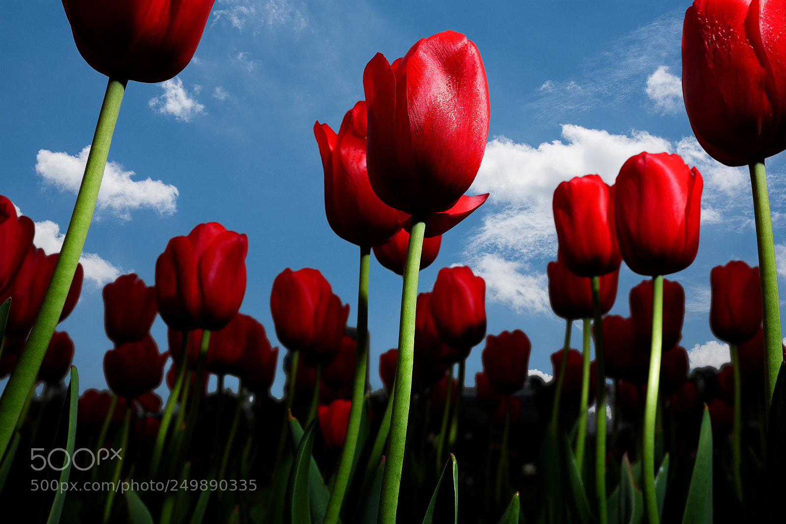 Fujifilm X100S sample photo. Tulip photography
