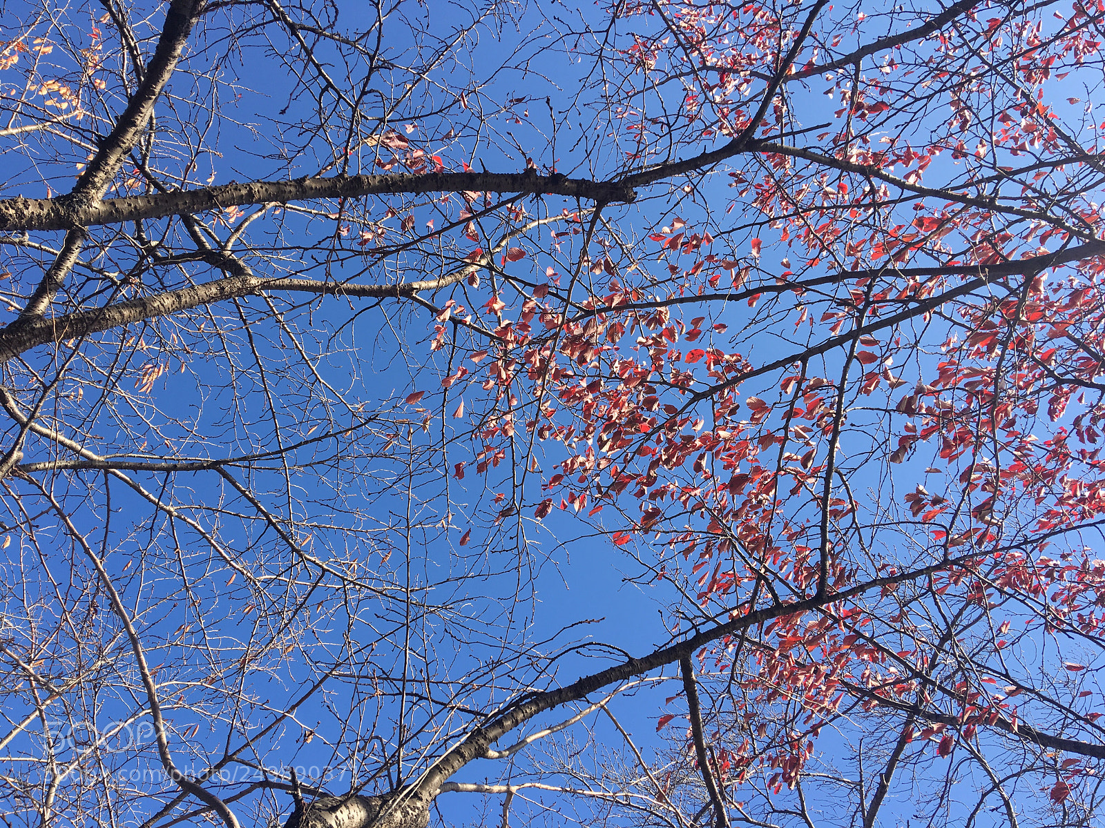 Apple iPhone 6s Plus sample photo. Minimalist autumn photography