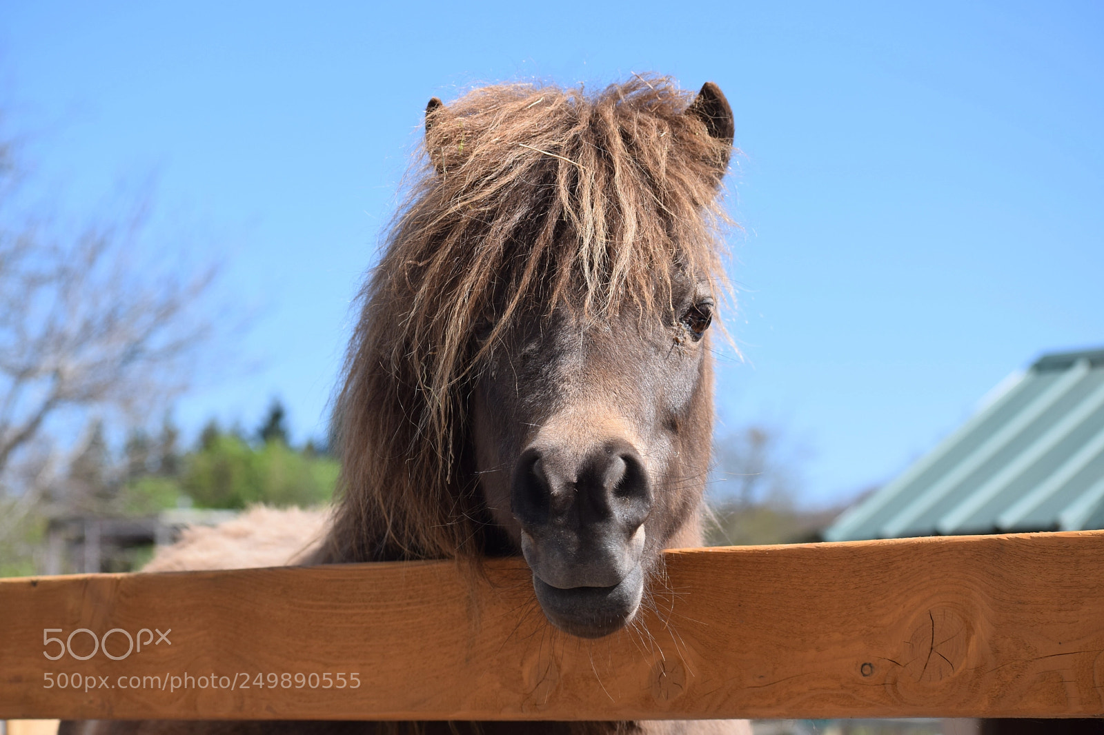Nikon D3300 sample photo. Mini horse photography