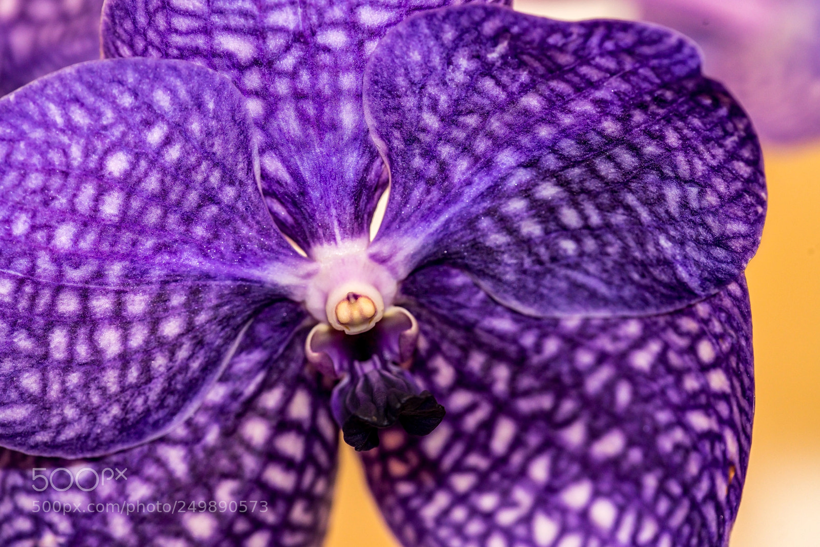 Sony a7R II sample photo. Immersed in purple orchid photography