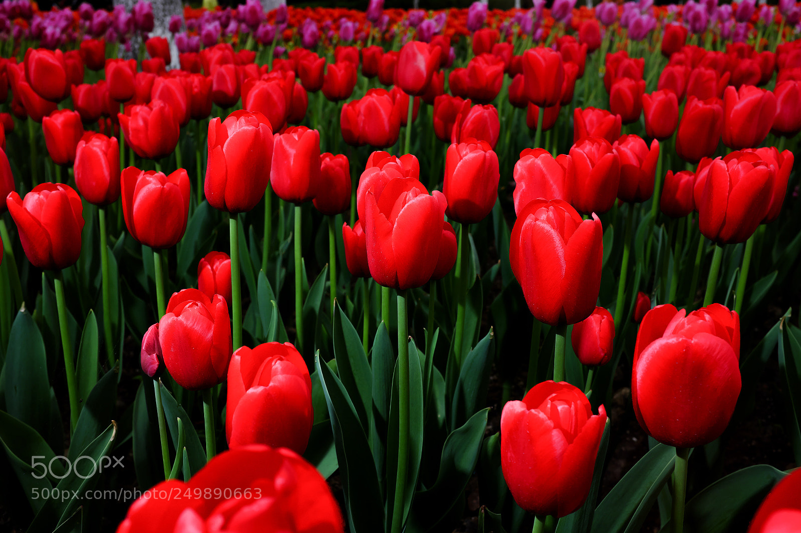 Fujifilm X100S sample photo. Tulip photography
