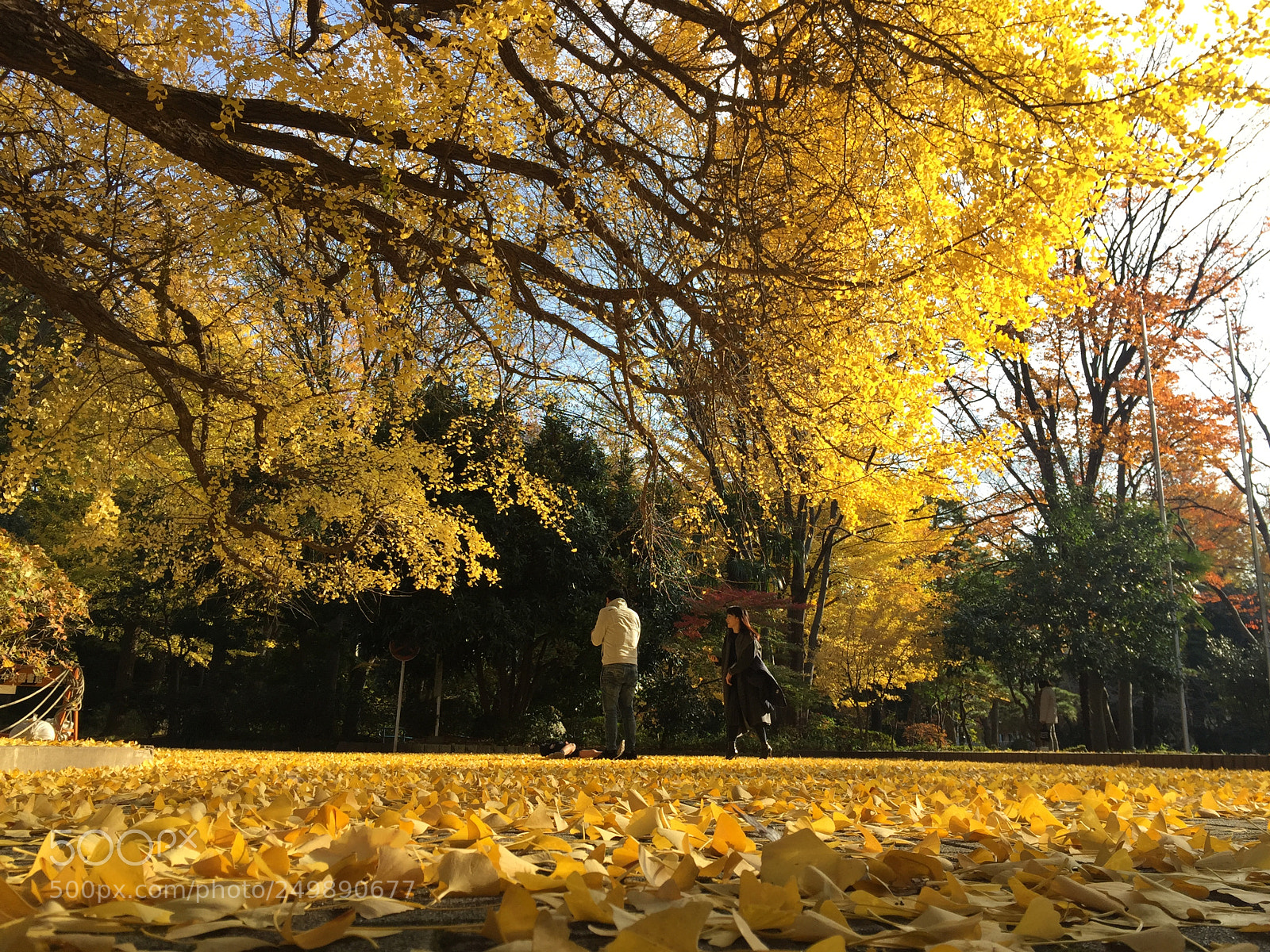 Apple iPhone 6 sample photo. Untitled photography