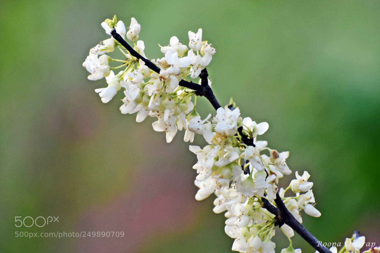 Nikon D3400 sample photo. Spring flowers - white photography