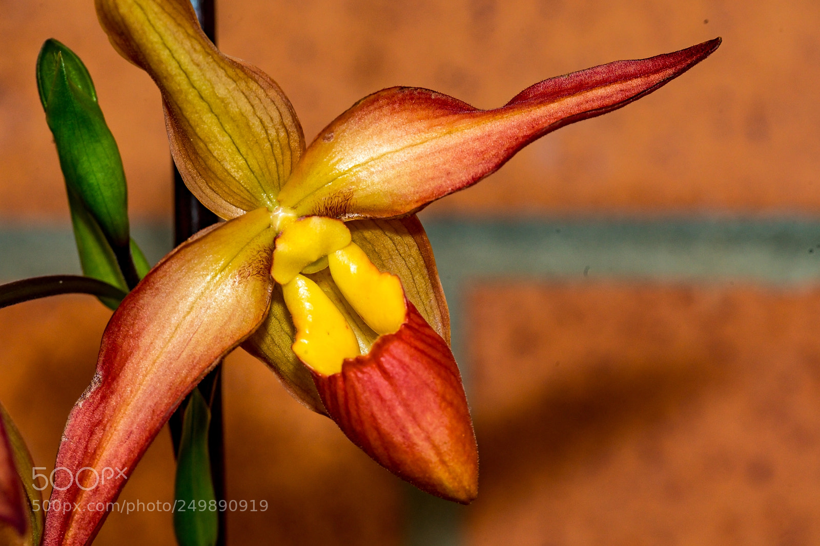 Sony a7R II sample photo. Wings of an orchid photography