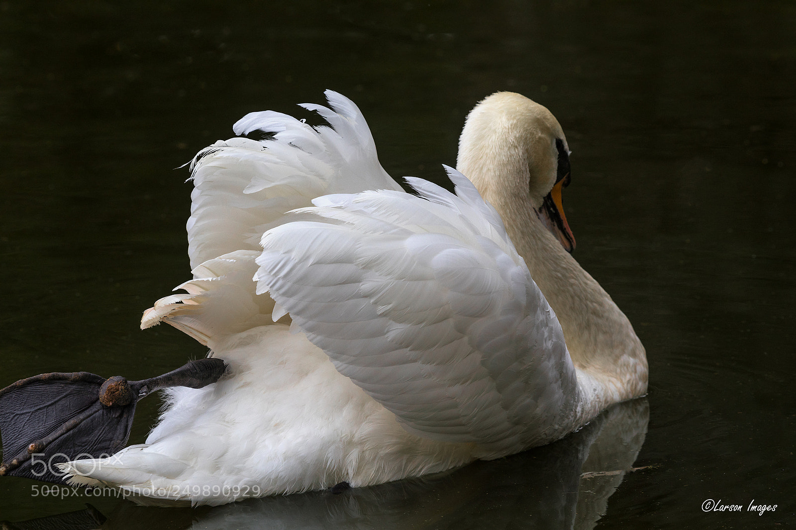 Canon EOS 5D Mark IV sample photo. Muted swan photography