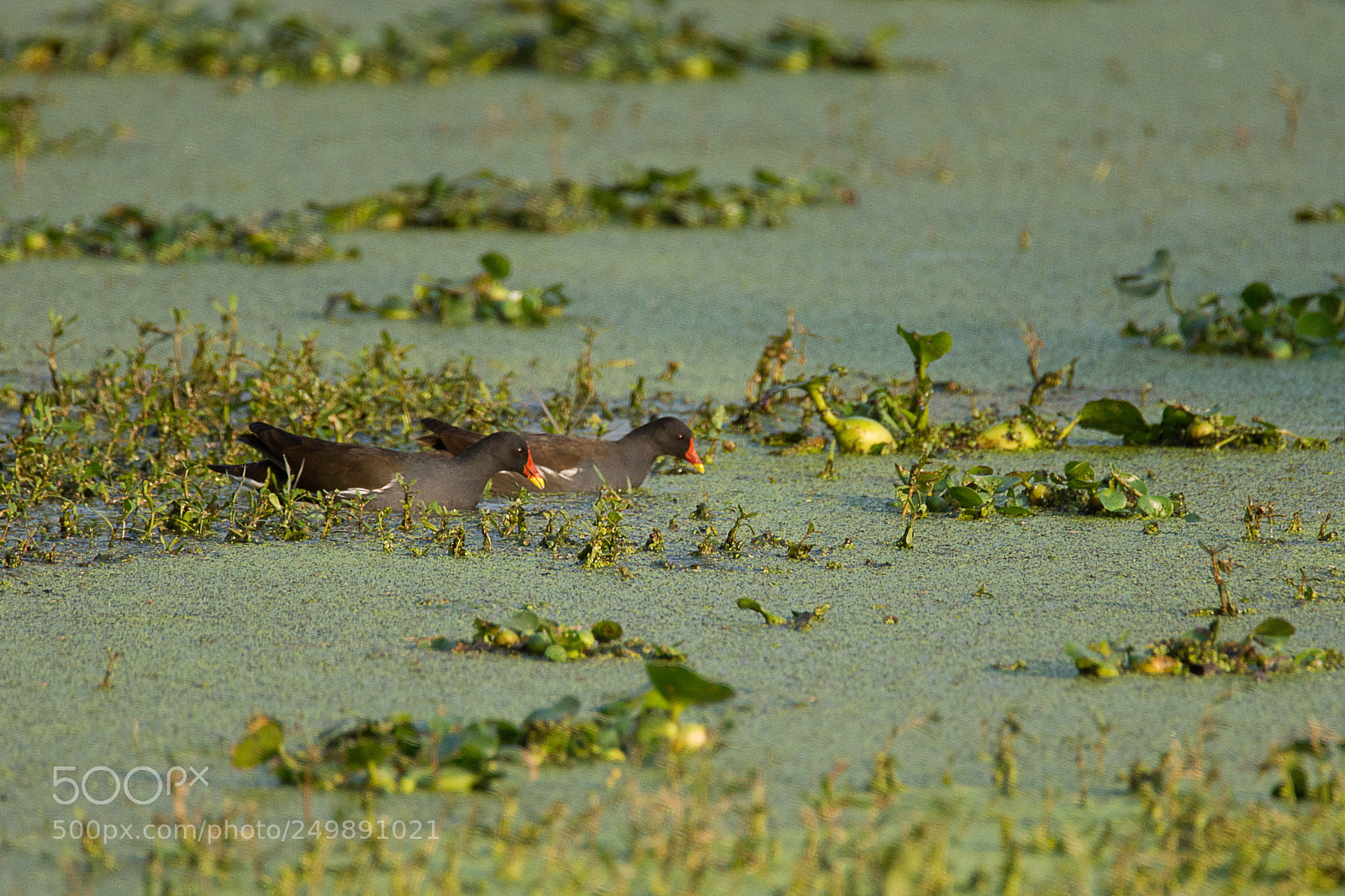 Sony SLT-A65 (SLT-A65V) sample photo. Common moorhen photography