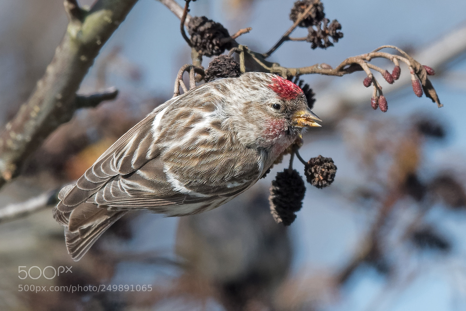 Nikon D500 sample photo. Acanthis flammea photography