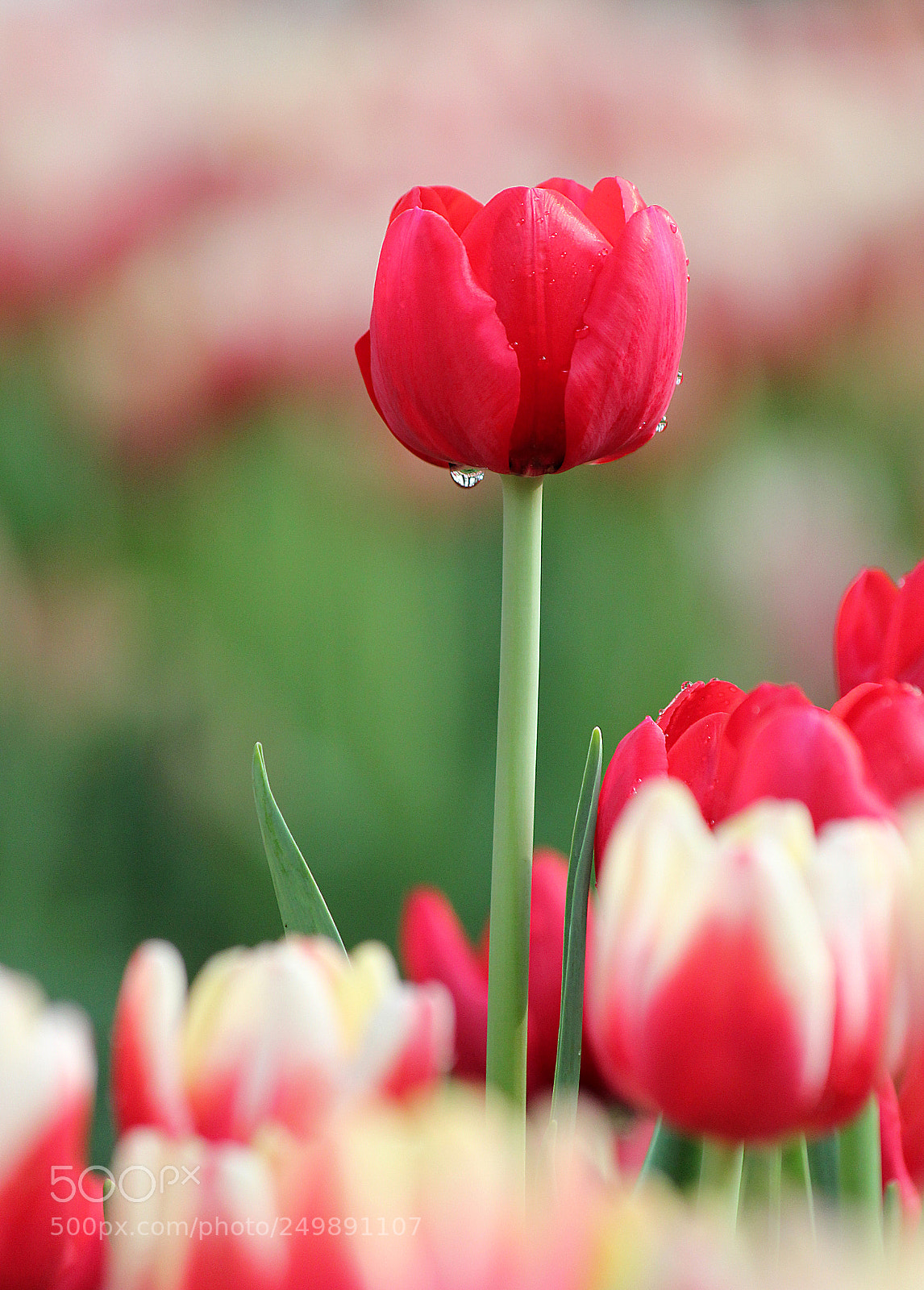 Canon EOS 550D (EOS Rebel T2i / EOS Kiss X4) sample photo. Red tulip with water photography