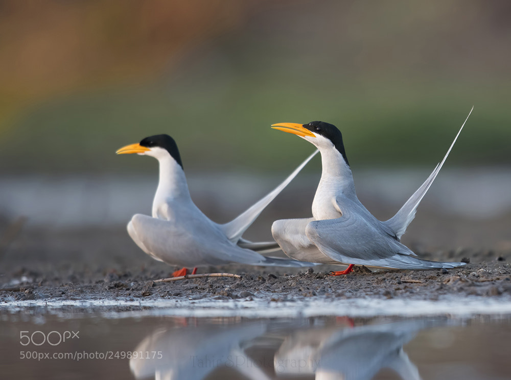 Nikon D500 sample photo. Courtship behavior photography