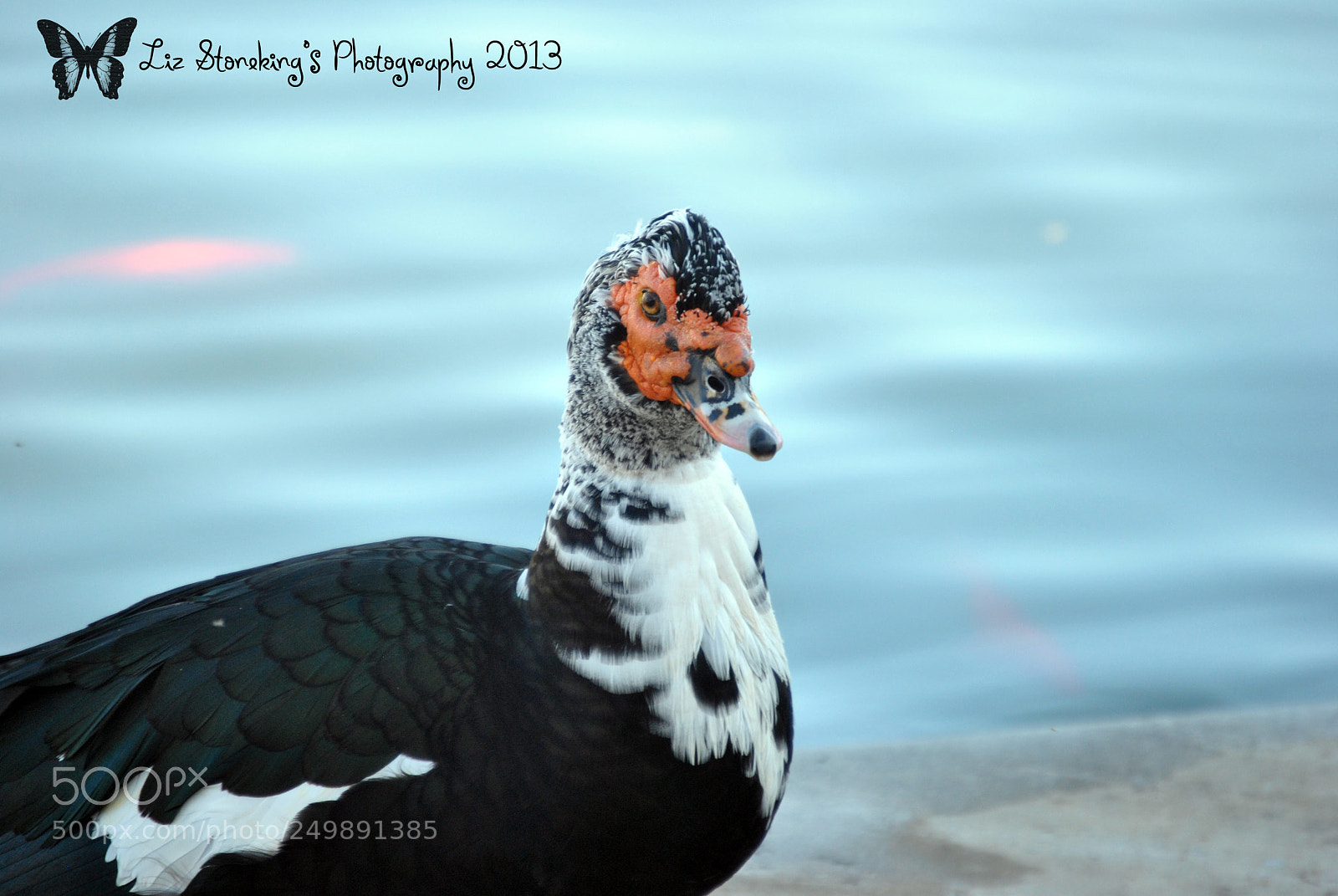 Nikon D3000 sample photo. Duck photography