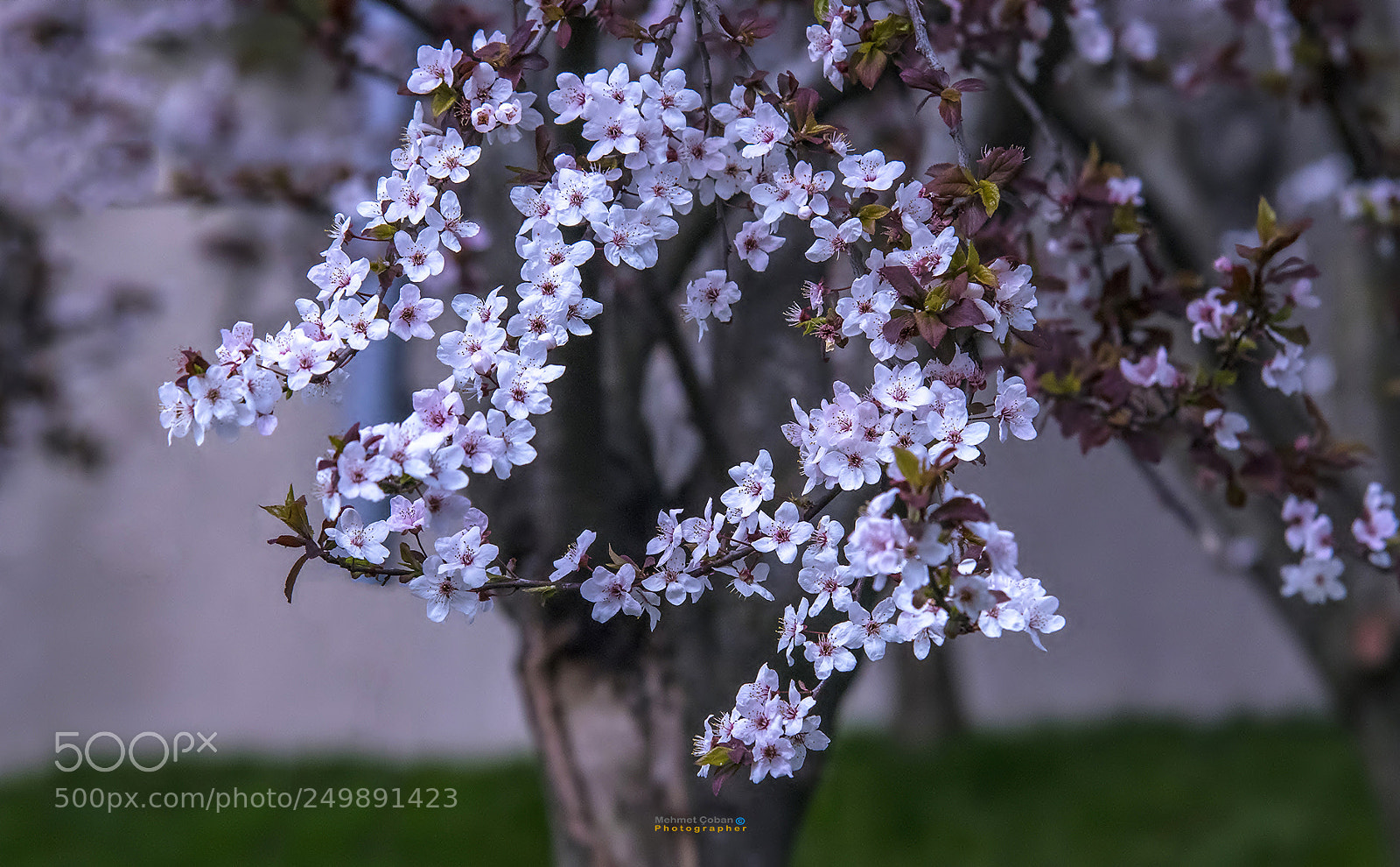 Pentax K-3 II sample photo. Plum flowers photography