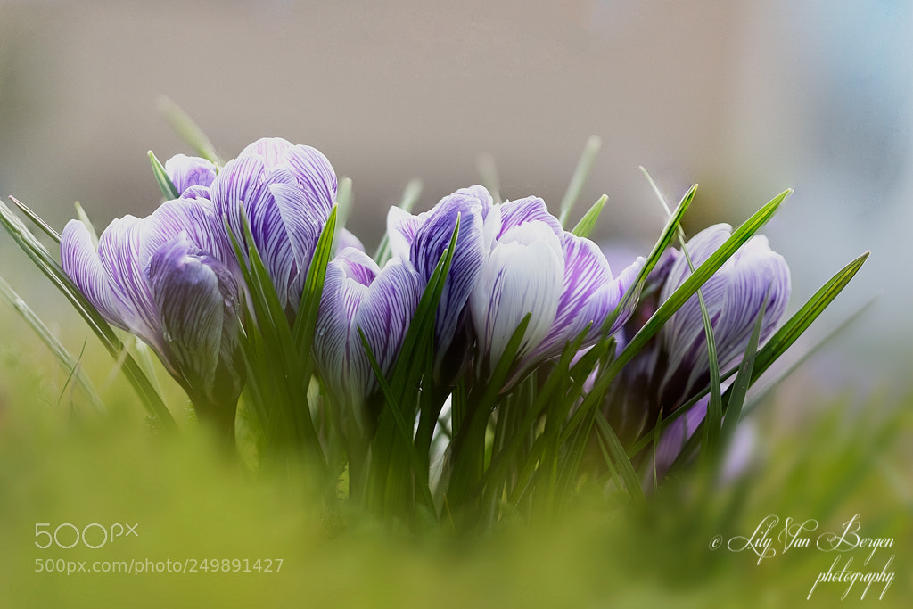 Nikon D810 sample photo. Purple crocuses photography