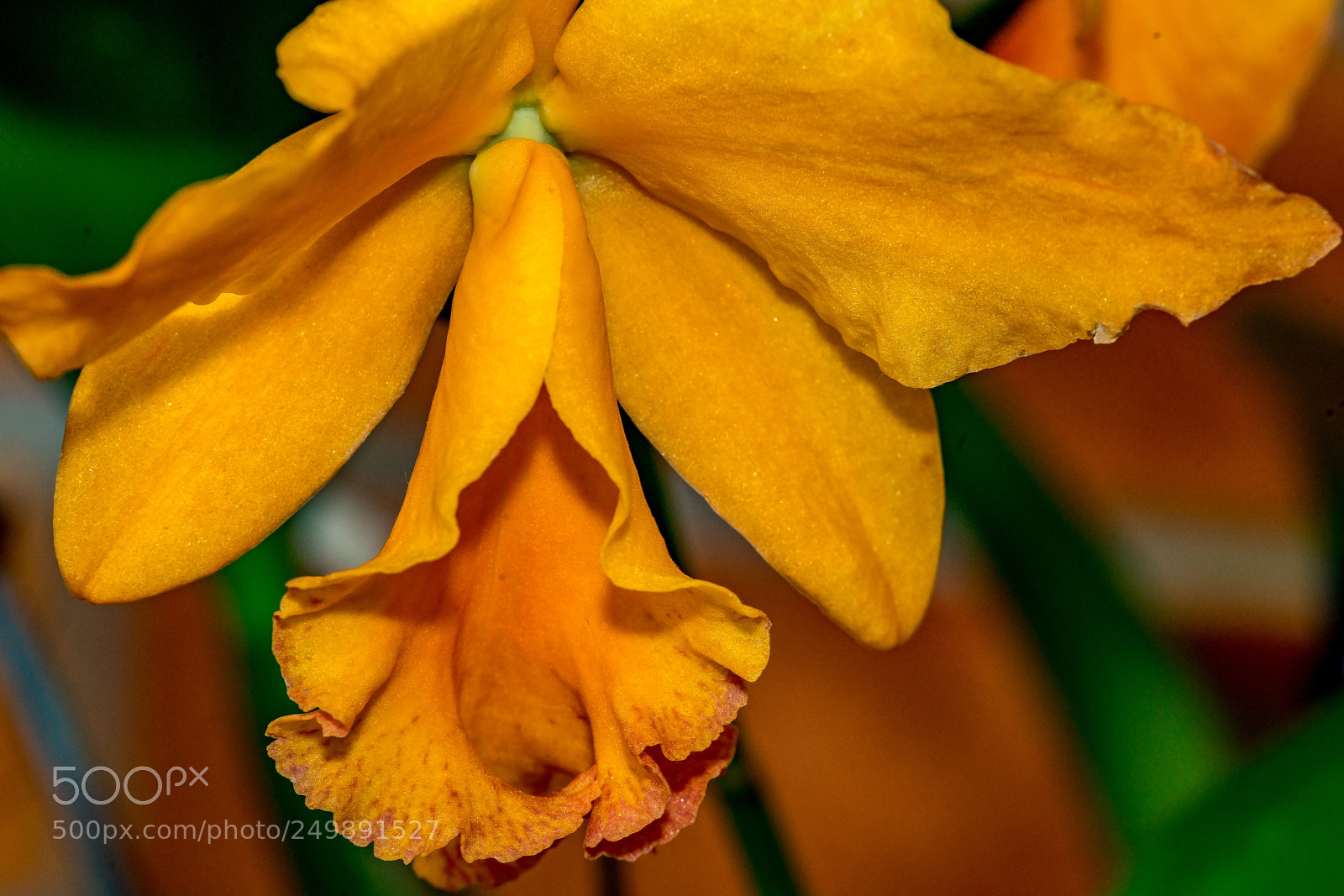 Sony a7R II sample photo. Golden orchid photography