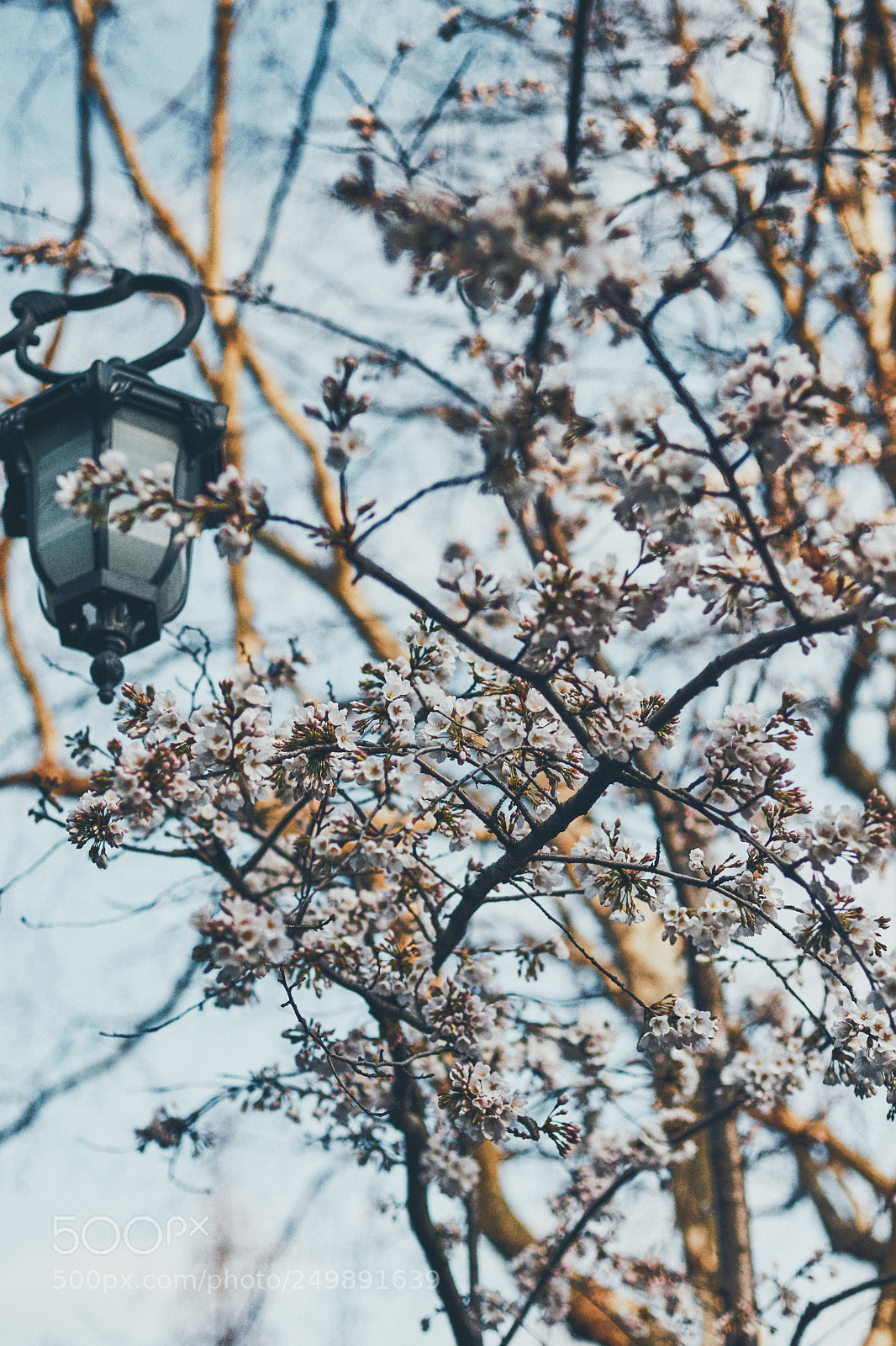 Canon EOS 5DS sample photo. Cherry blossoms photography