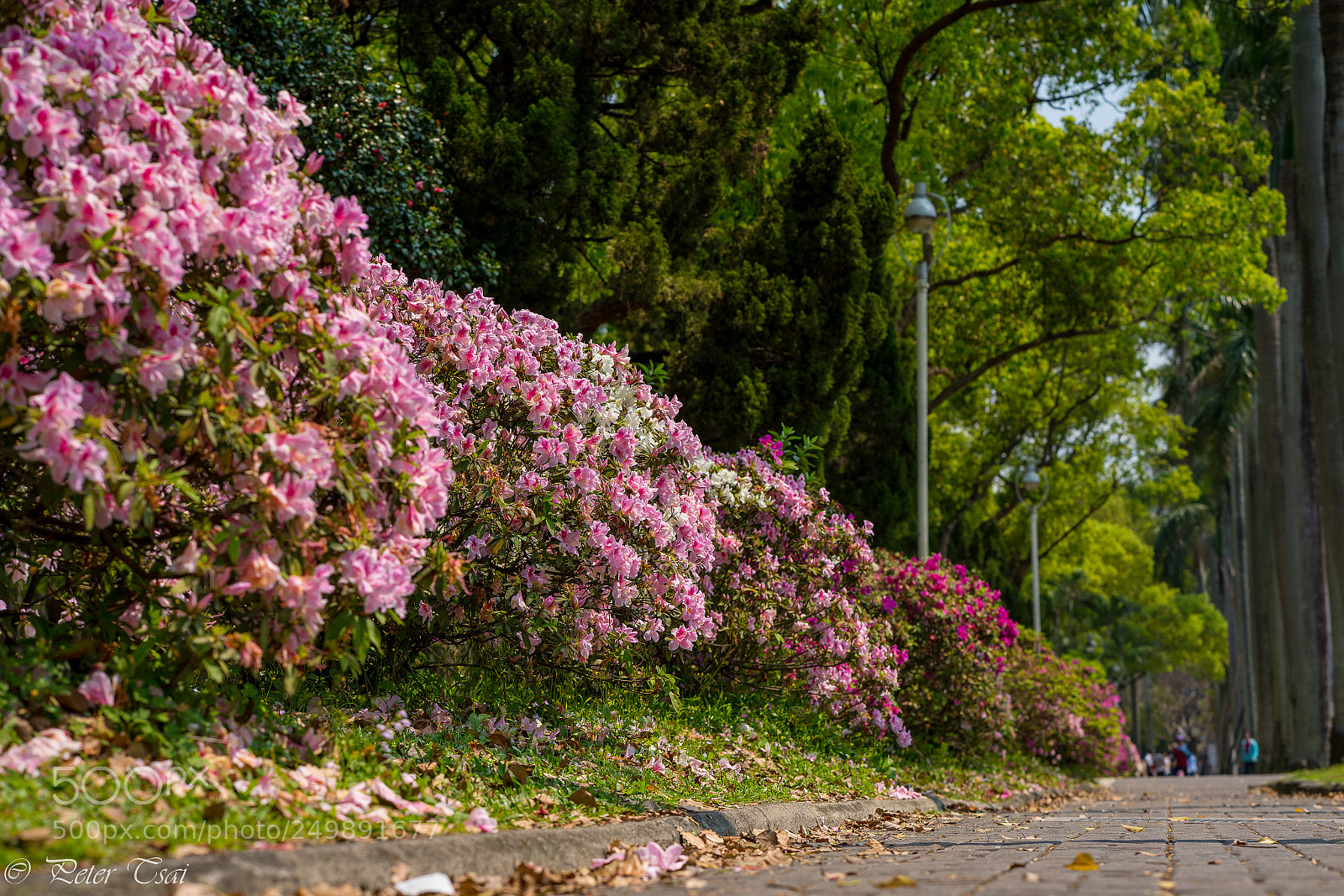 Sony a7R III sample photo. 杜鵑花 photography