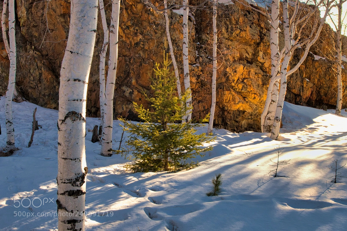 Nikon D800 sample photo. In the forest photography