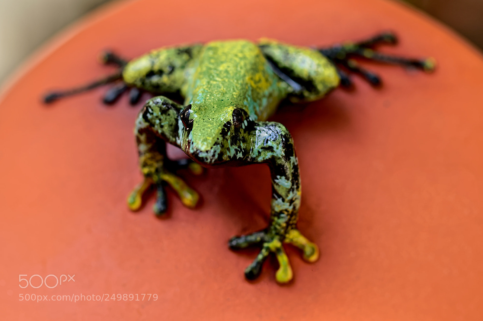 Canon EOS 7D Mark II sample photo. Grenouille photography