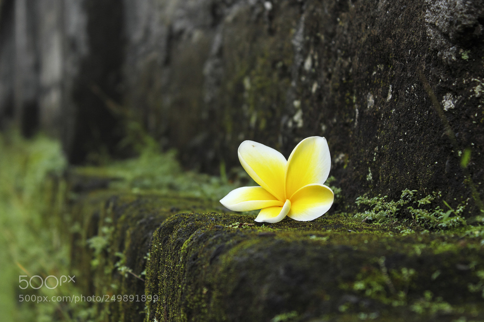 Canon EOS 550D (EOS Rebel T2i / EOS Kiss X4) sample photo. Frangipani on moss wall photography