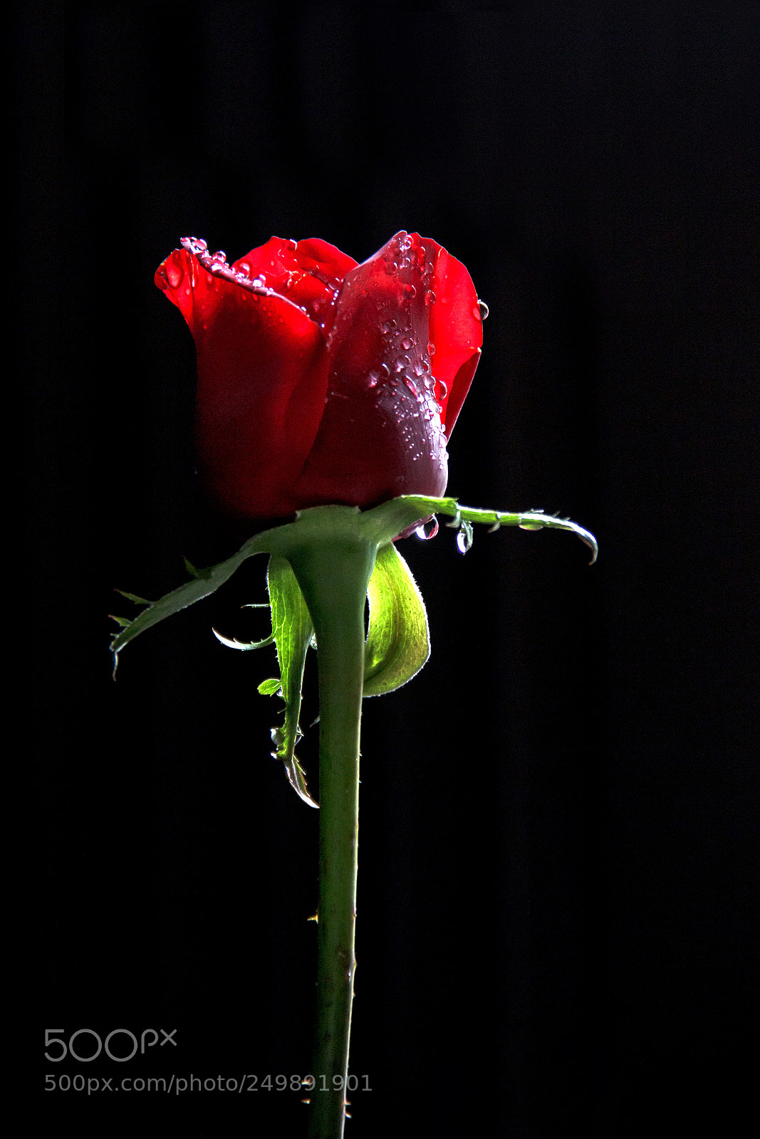 Canon EOS 550D (EOS Rebel T2i / EOS Kiss X4) sample photo. Close up of red photography