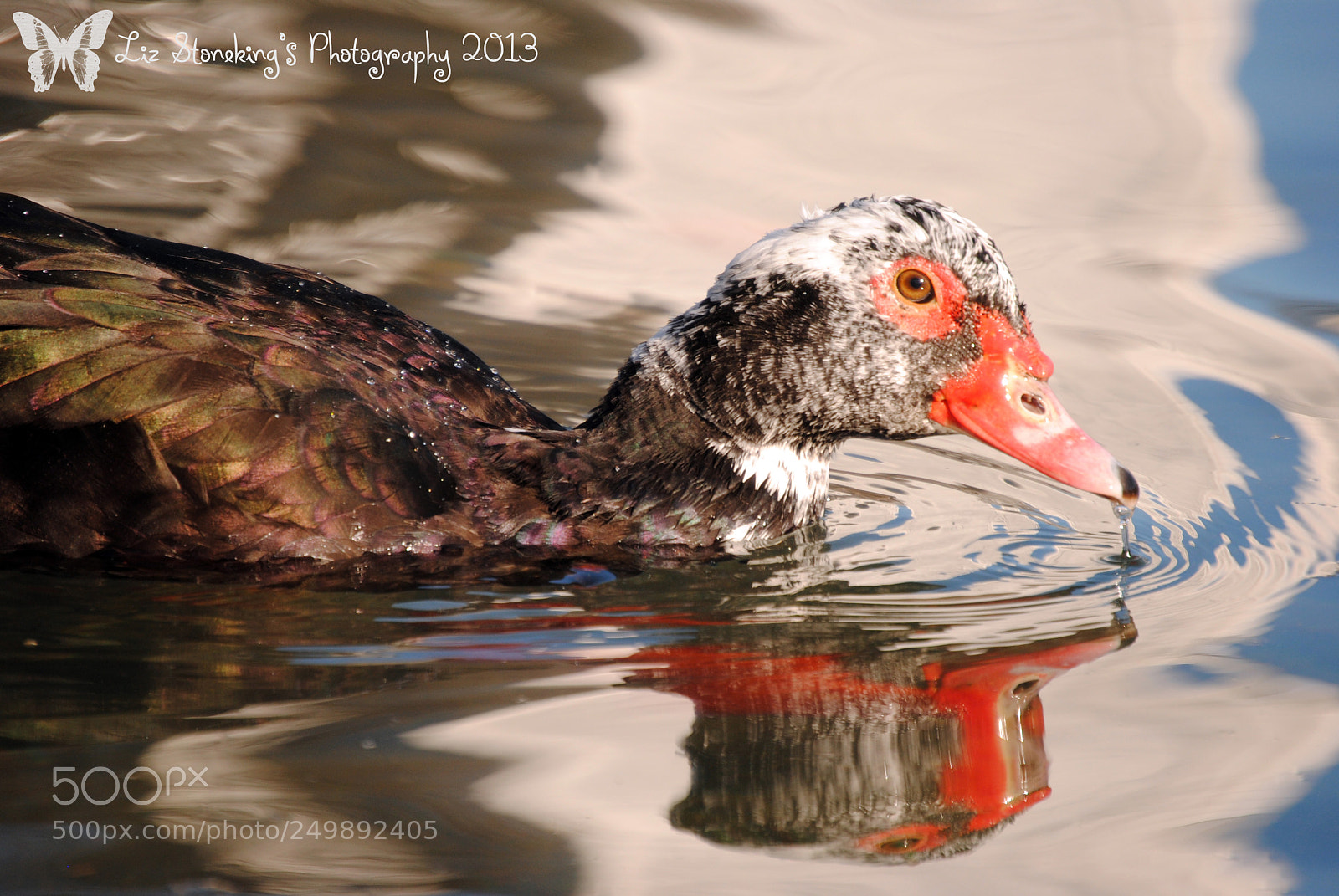 Nikon D3000 sample photo. Taking a swim photography
