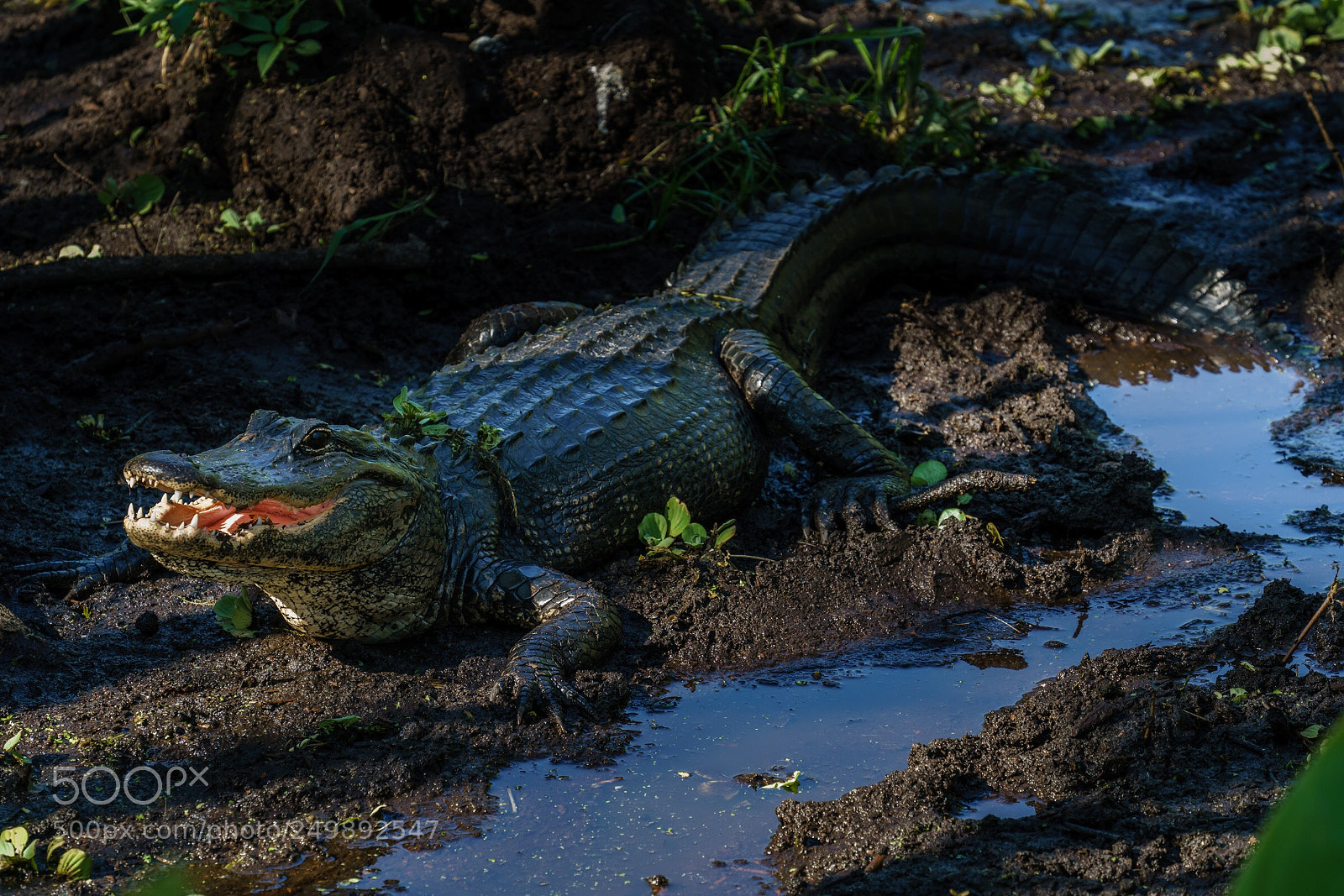 Sony a7R II sample photo. Don’t touch me! photography