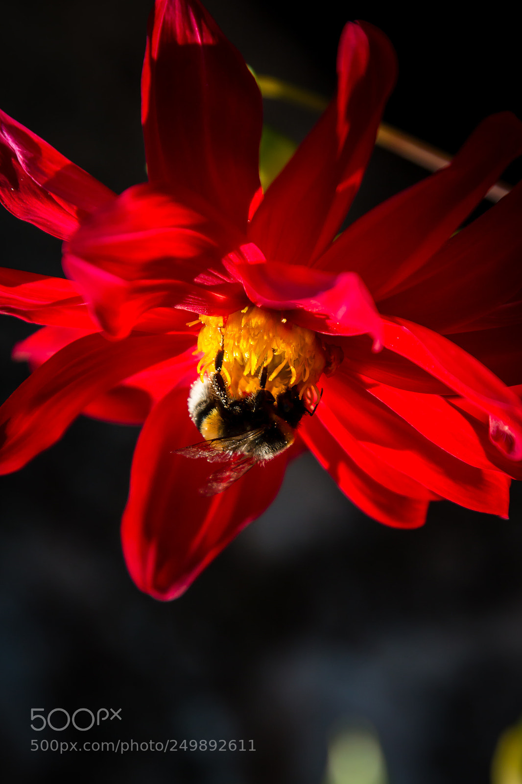Canon EOS 70D sample photo. Bumblebee photography