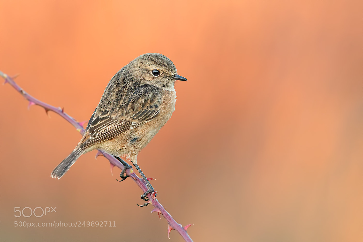 Canon EOS 5D Mark IV sample photo. Stonechat in colors sunset photography