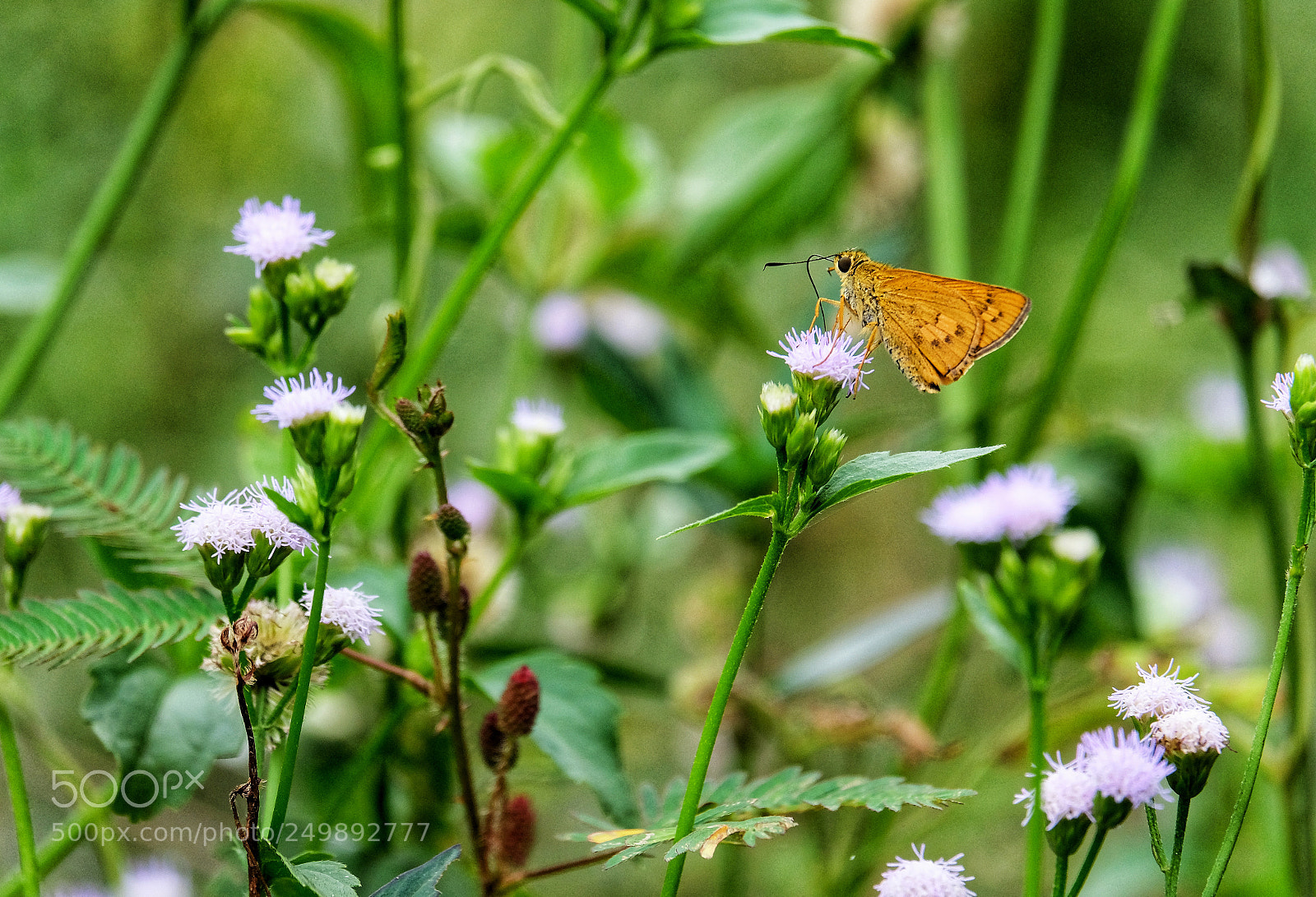 Fujifilm X-T20 sample photo. Butterfly photography
