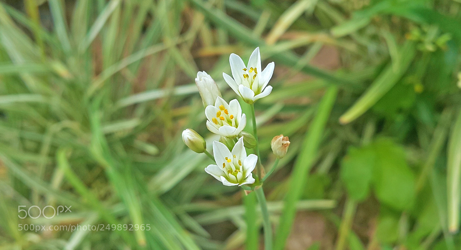 Samsung Galaxy Note4 sample photo. Nature photography