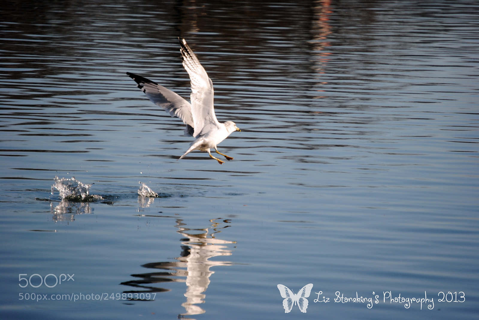 Nikon D3000 sample photo. Bird in flight photography