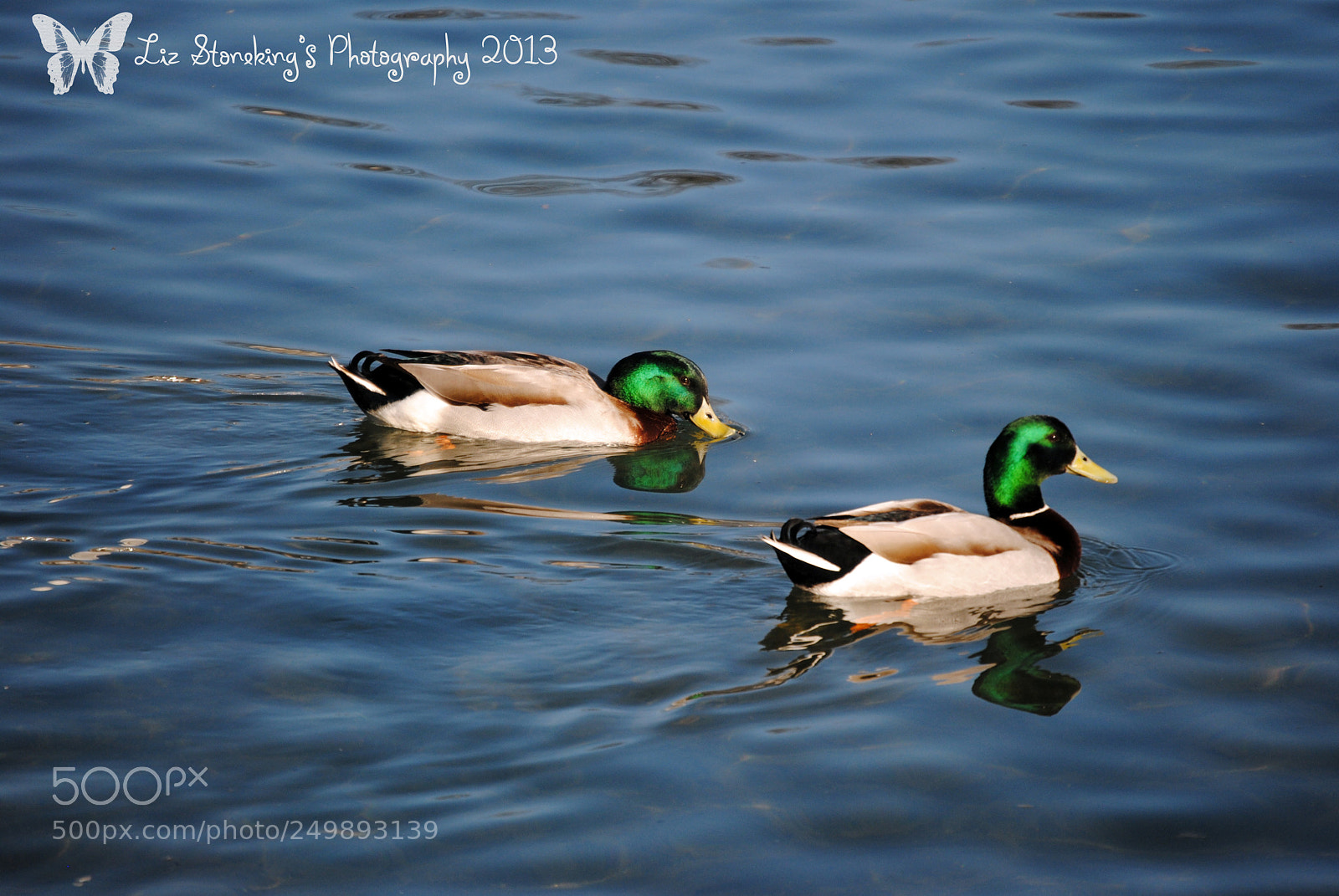 Nikon D3000 sample photo. Swimming ducks photography