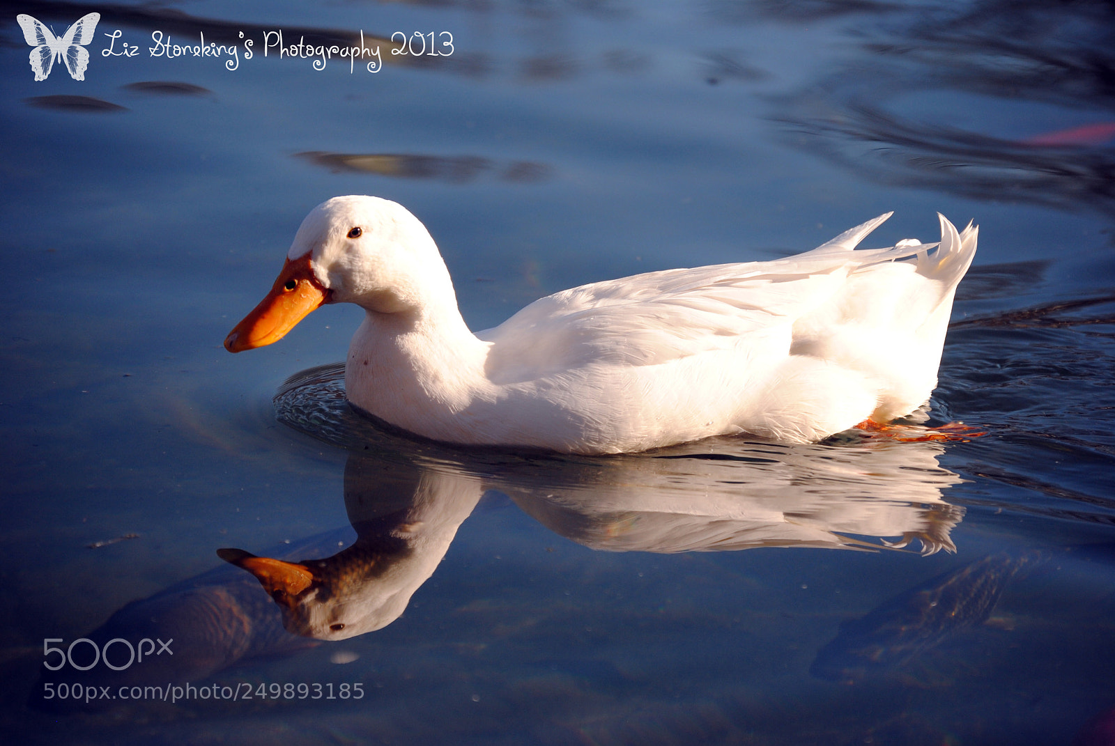 Nikon D3000 sample photo. Duck reflection photography