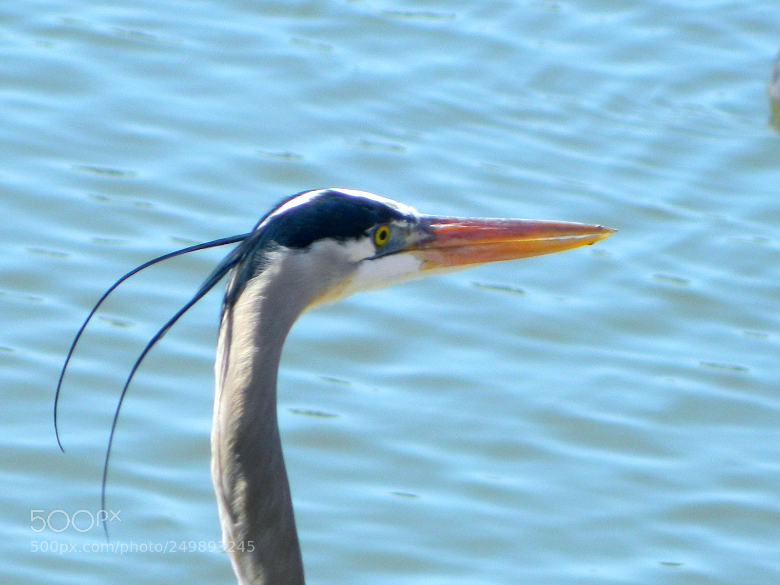 Nikon Coolpix L120 sample photo. Blue heron photography