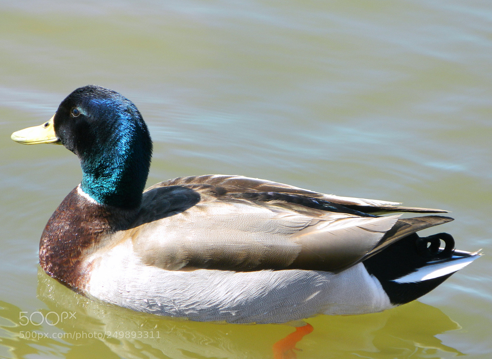 Nikon Coolpix L120 sample photo. Mallard photography