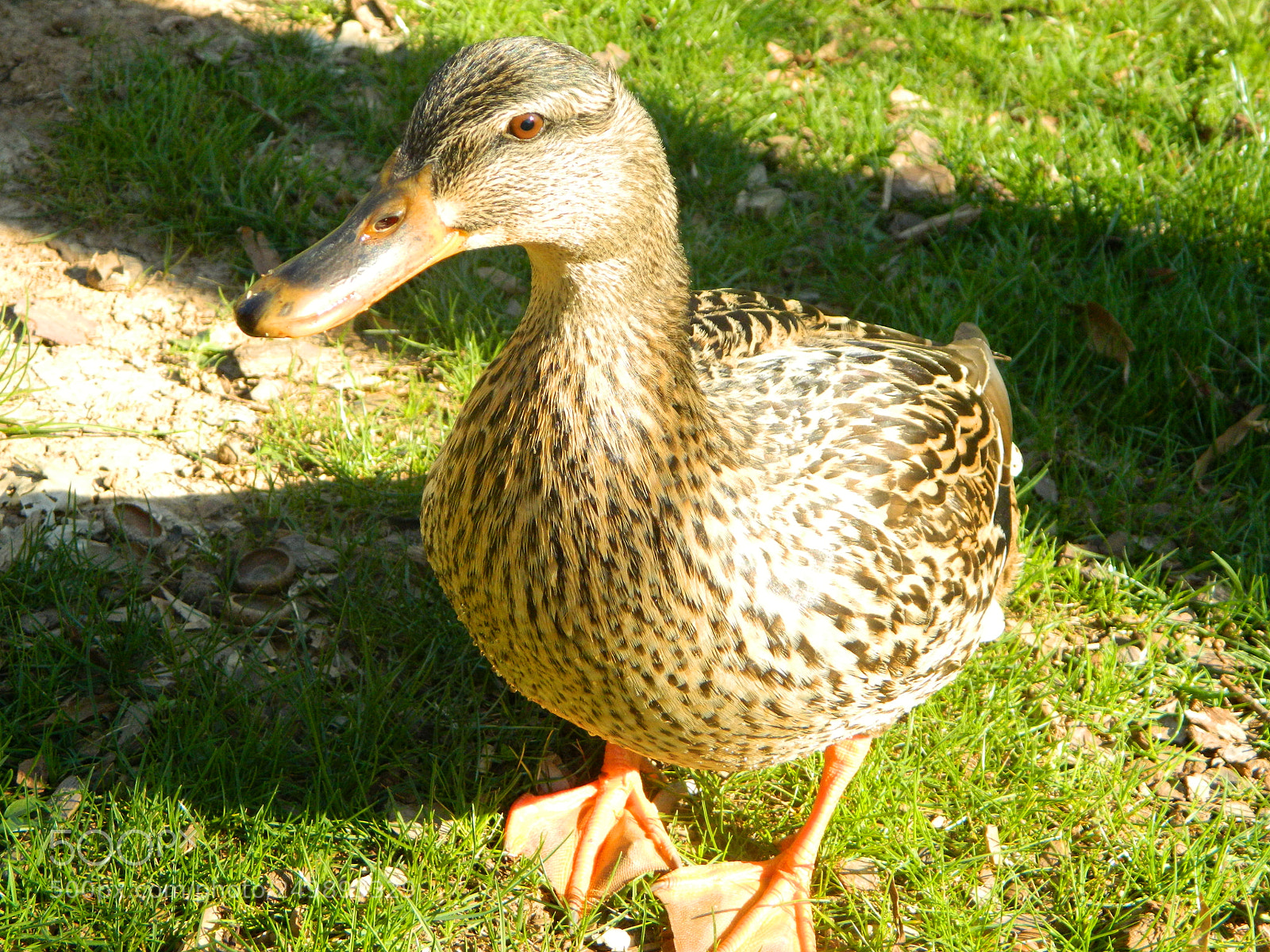 Nikon Coolpix L120 sample photo. Saying hi photography