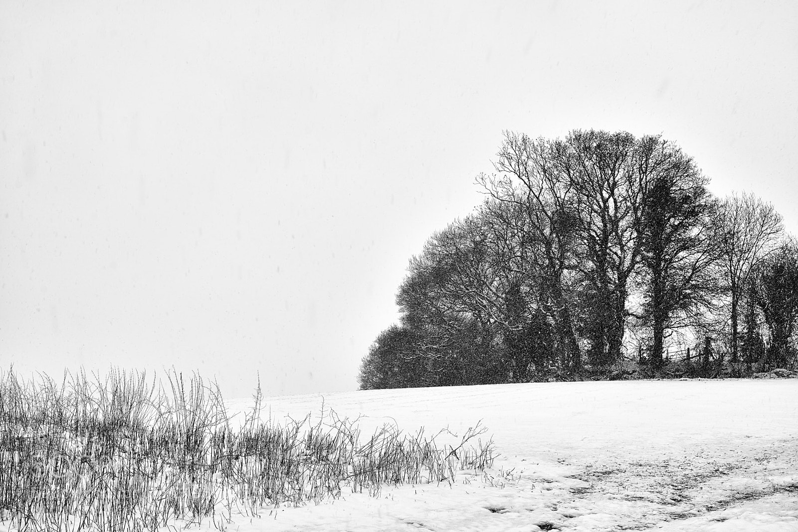Nikon D800 sample photo. The field photography