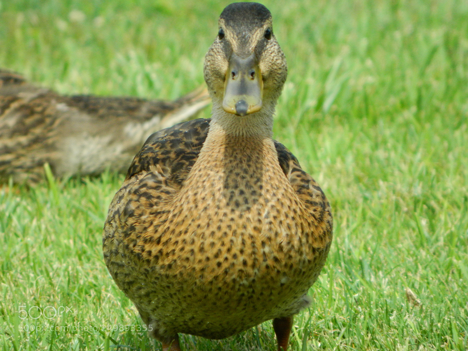 Nikon Coolpix L120 sample photo. Duck photography
